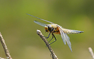 Four-spotted Chaser (Libellula quadrimaculata)